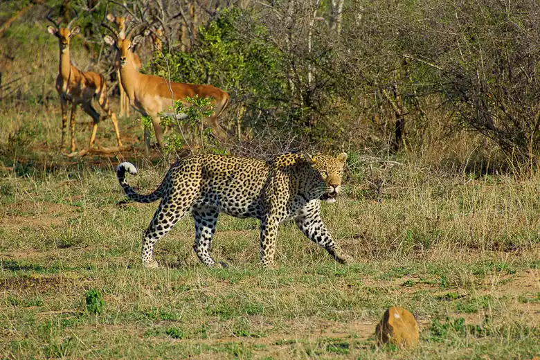 Siyavaya Adventures