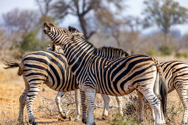The Kruger National Park © www.theguys.co.za